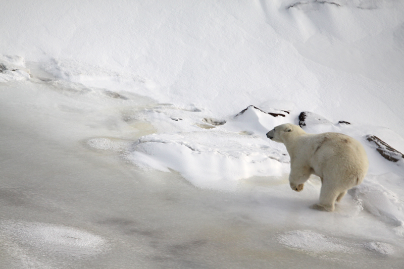 Polar bear facts: diet, habitat, conservation, and more