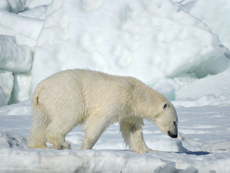 Polar Bear, Species