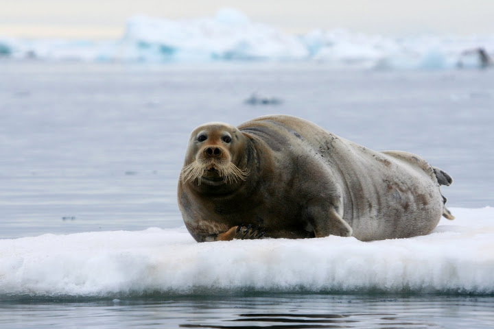 Polar Bears Eating Seals