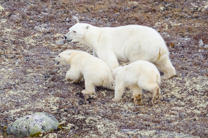 Polar bear population on rise: Department of Environment