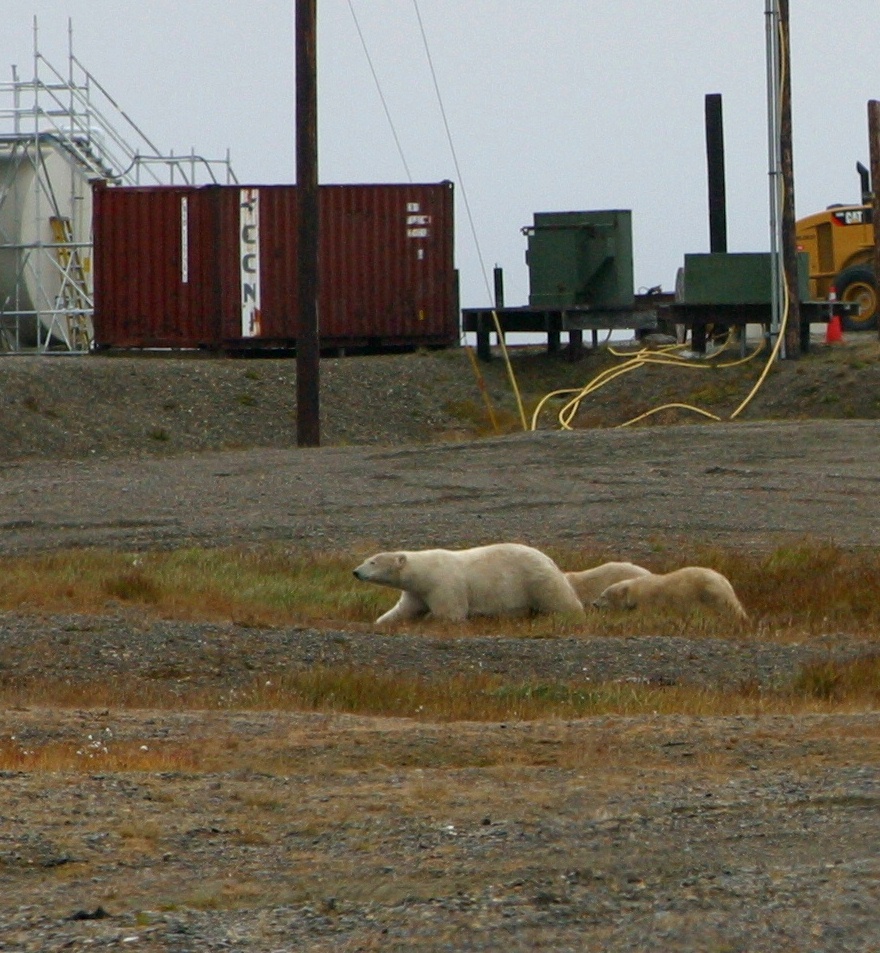 Bears near town 2