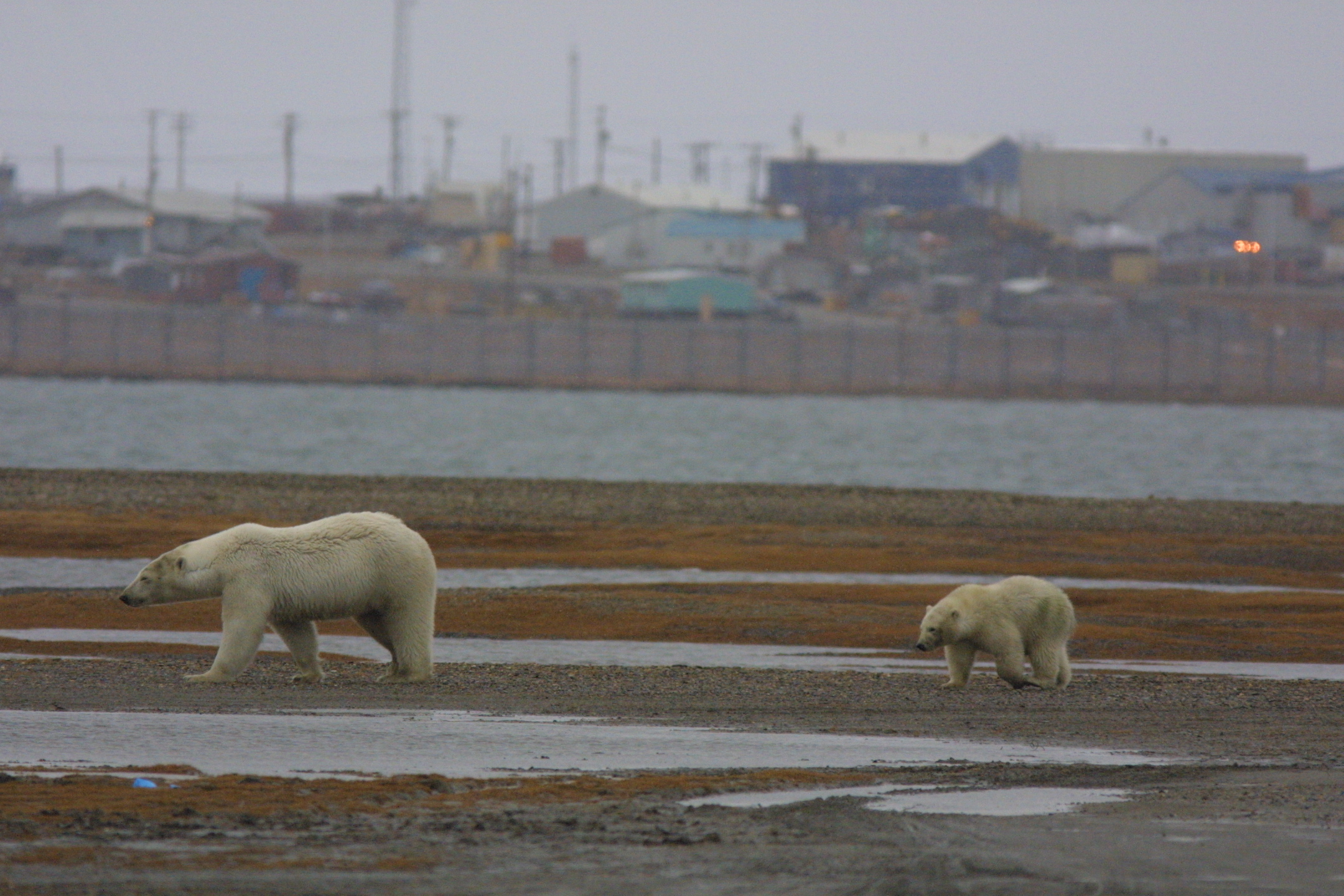 Bears near town 2